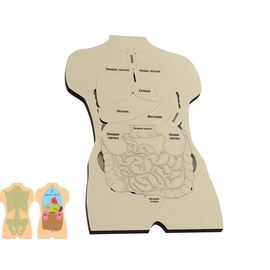 Изделия из дерева (фанеры) Объемный макет "Внутренние органы человека" пазл дерево для детей tm-19-8904 купить в твоимодели.рф